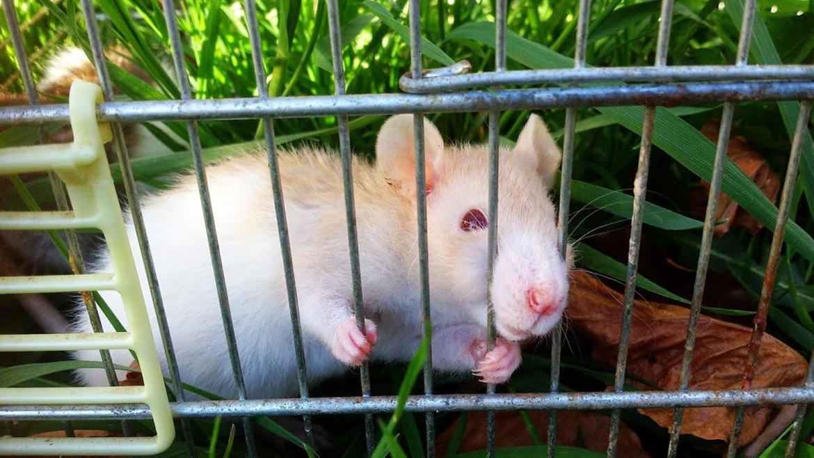 Tamrotte Iris billede 12