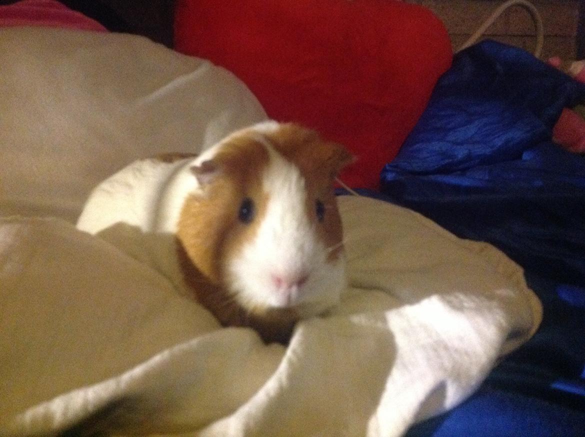 Marsvin Nuser billede 1