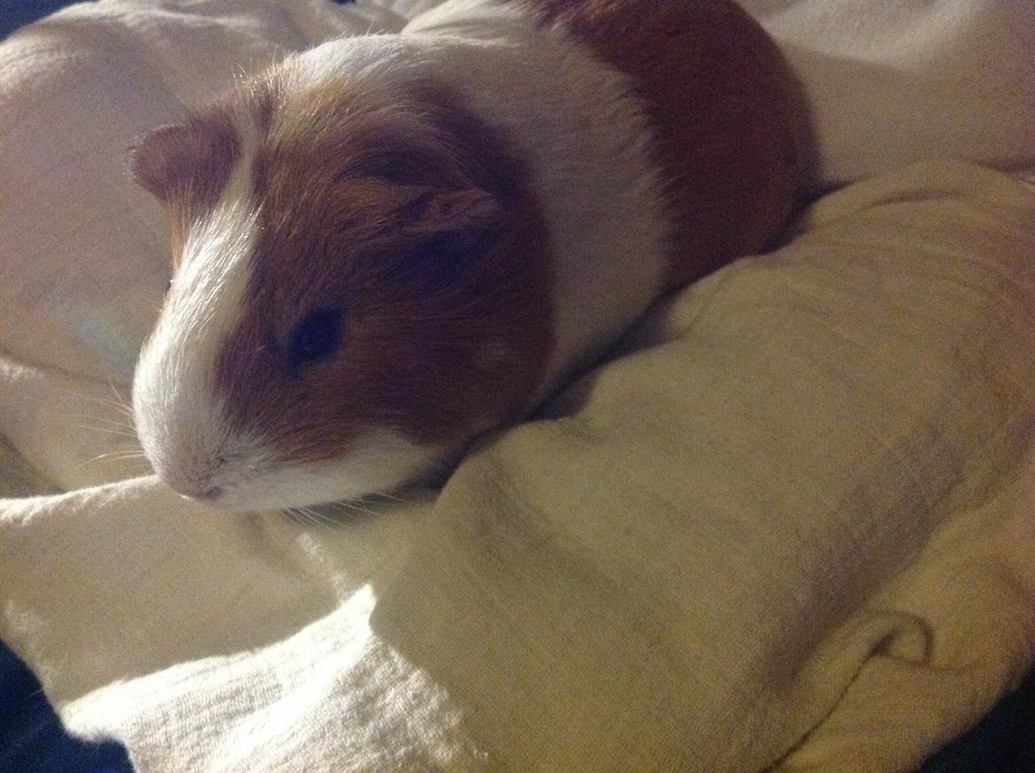 Marsvin Nuser billede 4