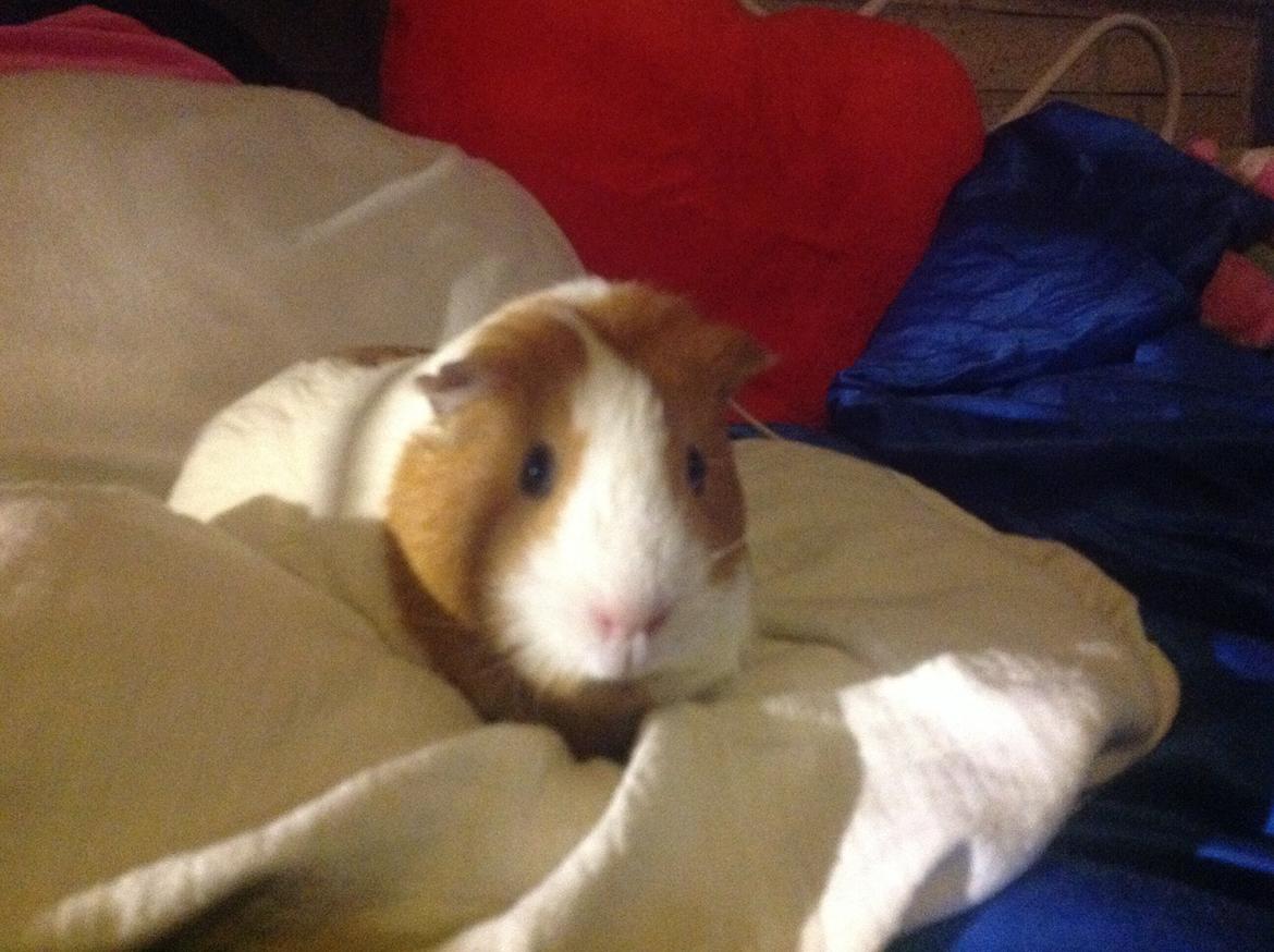 Marsvin Nuser billede 5