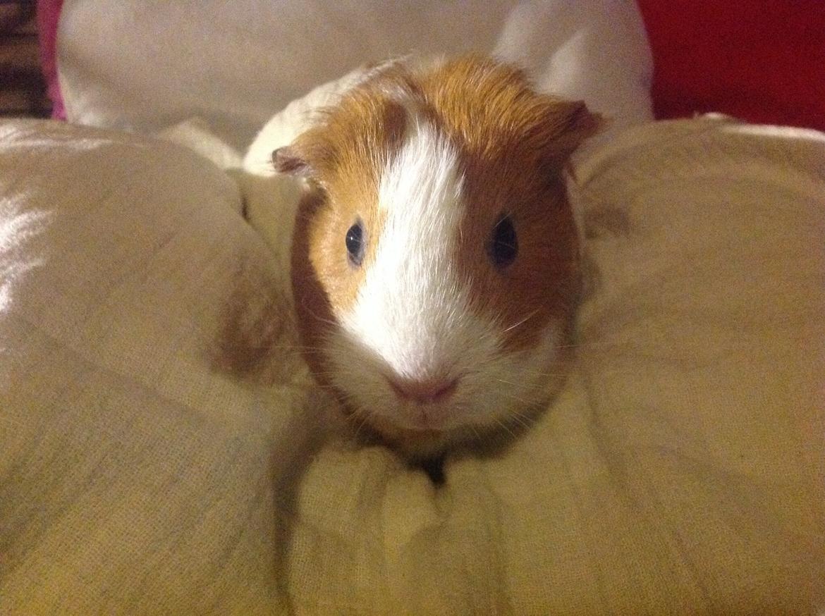 Marsvin Nuser billede 6