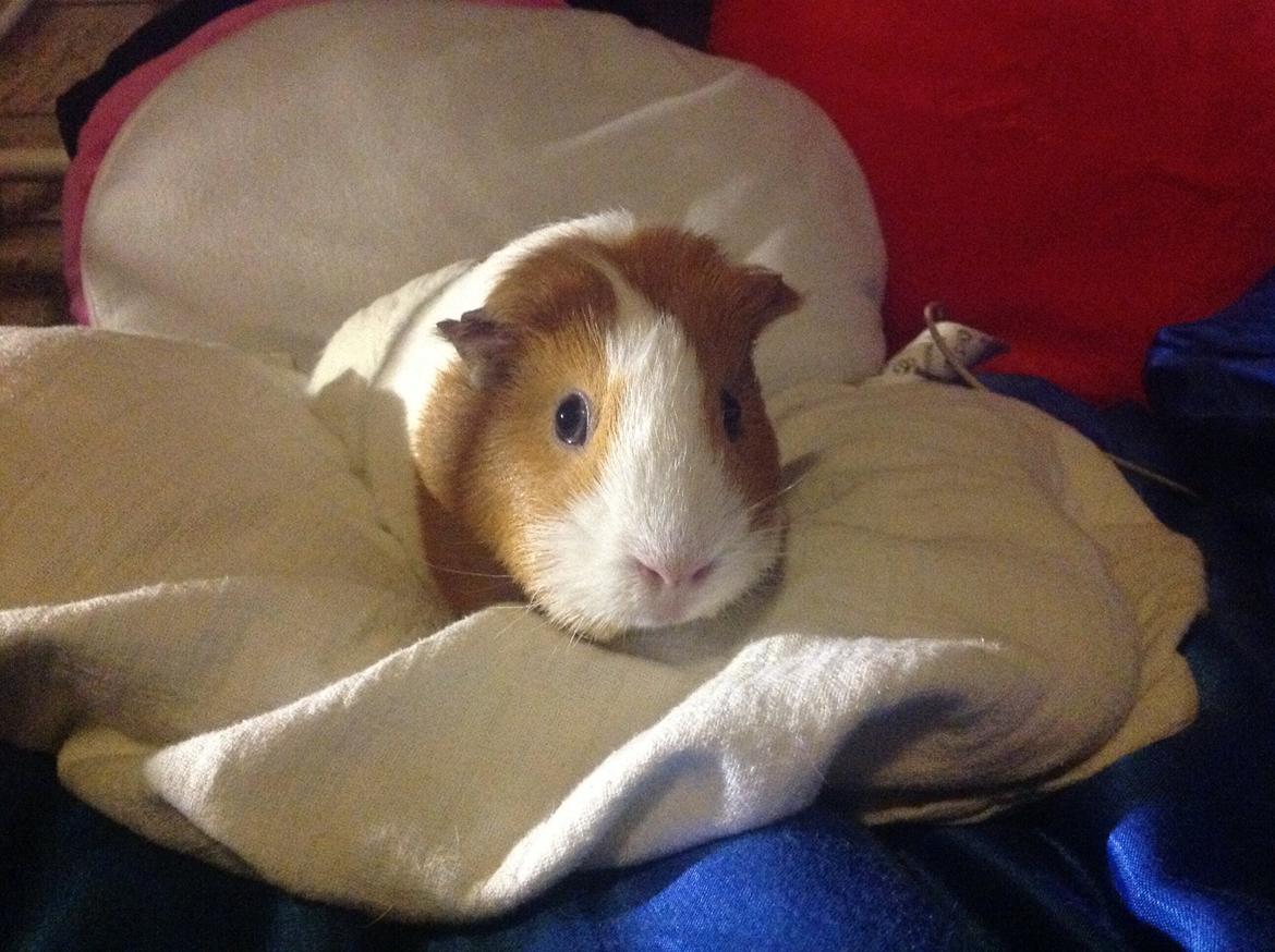 Marsvin Nuser billede 7