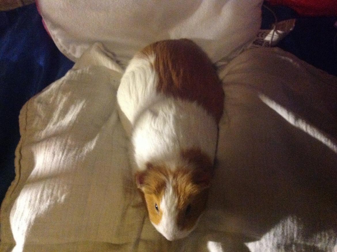 Marsvin Nuser billede 8