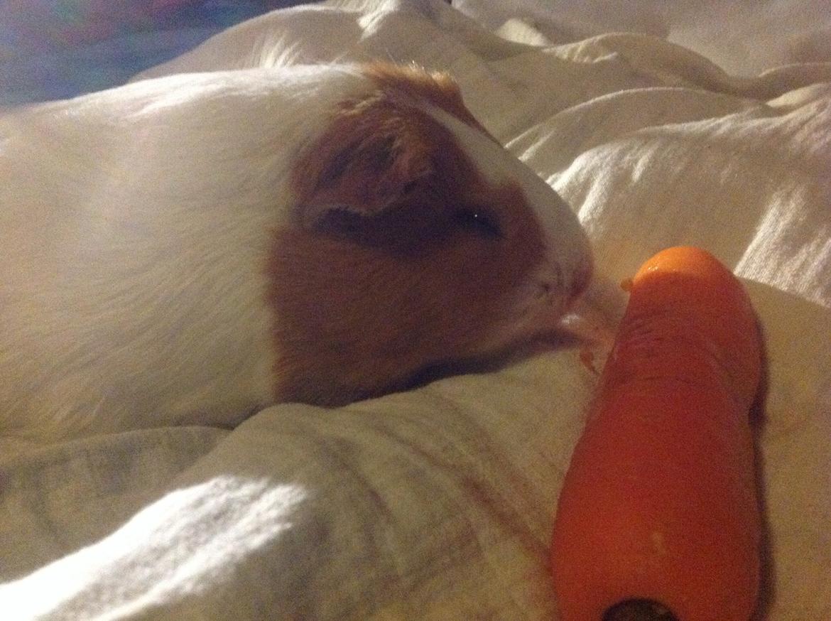 Marsvin Nuser billede 9