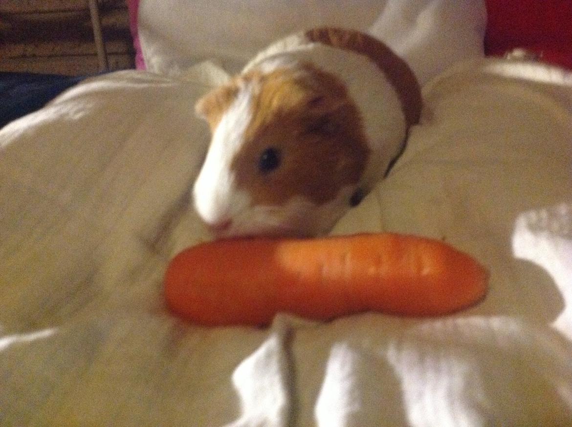 Marsvin Nuser billede 10