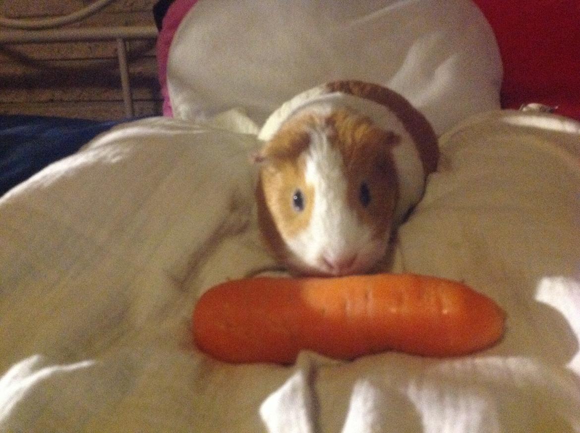 Marsvin Nuser billede 11