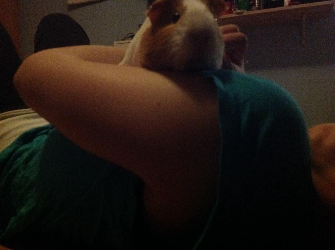 Marsvin Nuser billede 14