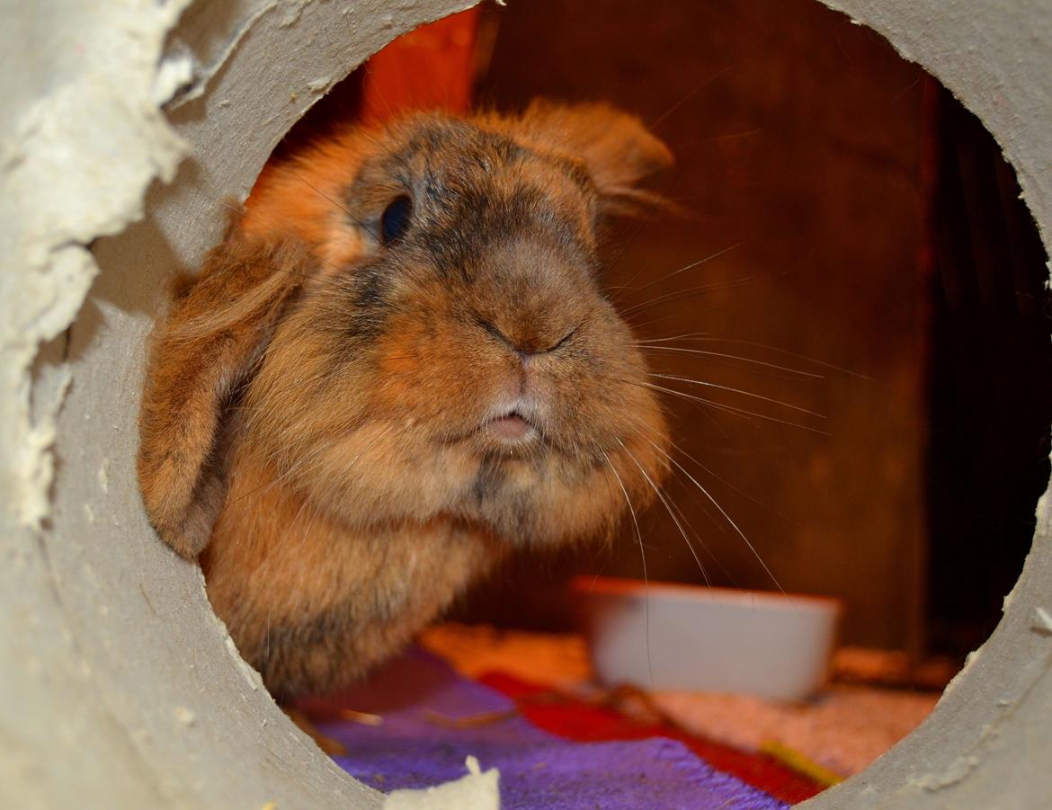 Kanin Raion billede 8