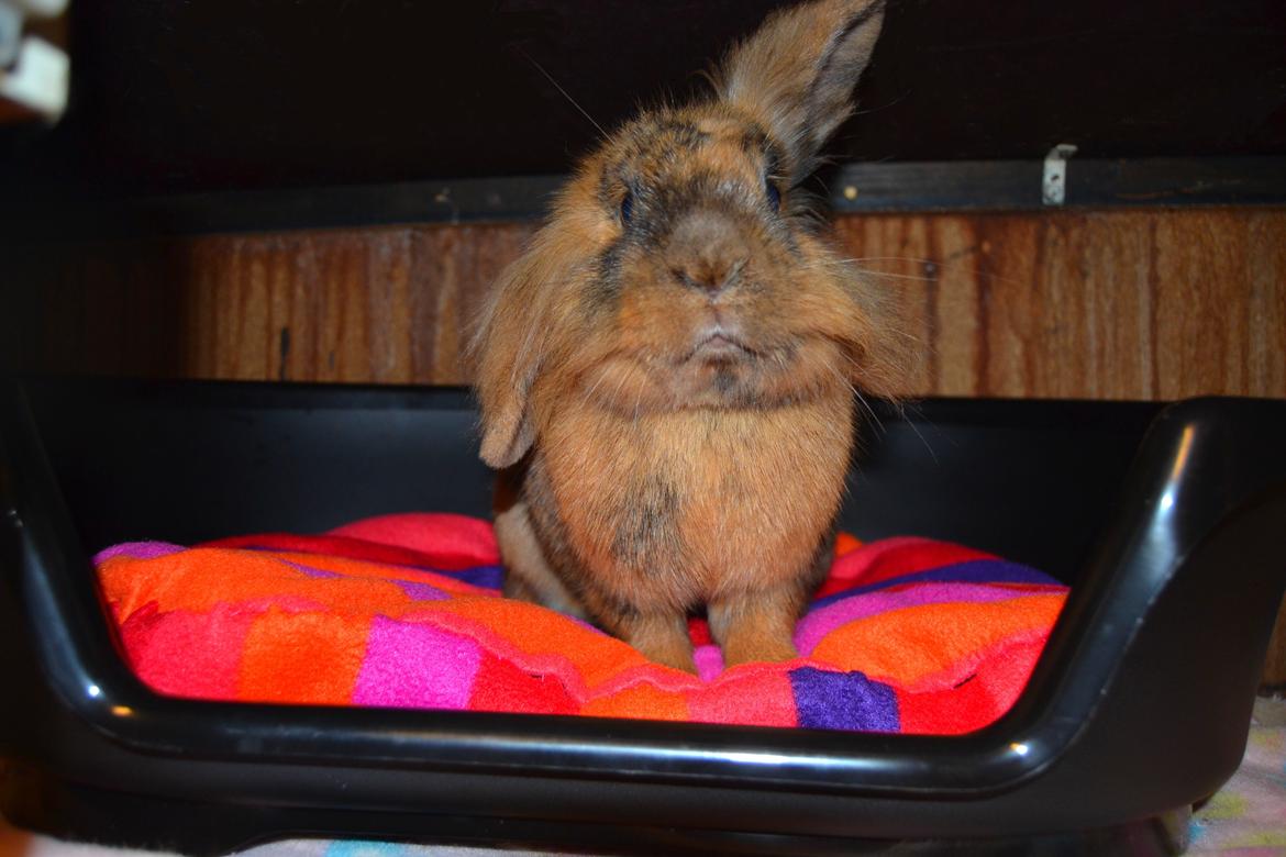 Kanin Raion billede 20