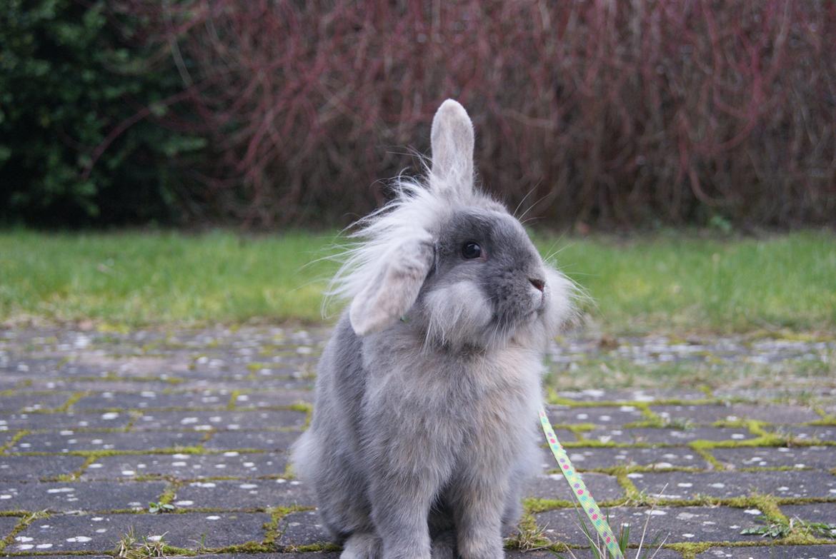 Kanin Funnys Ajru Akee billede 1