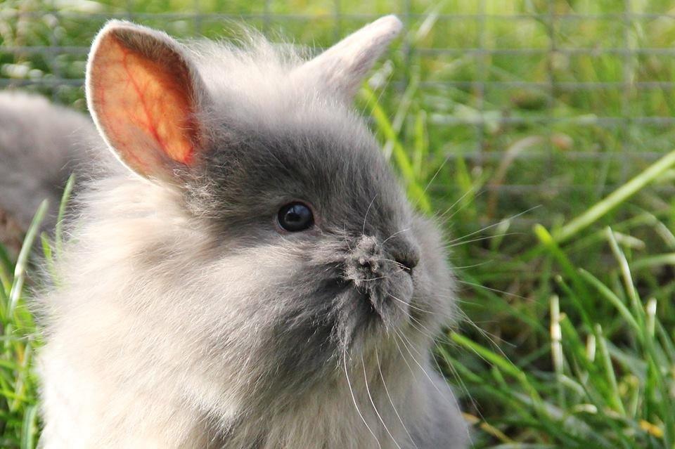 Kanin Funnys Ajru Akee - Foto: Mia, stald Funny  billede 2