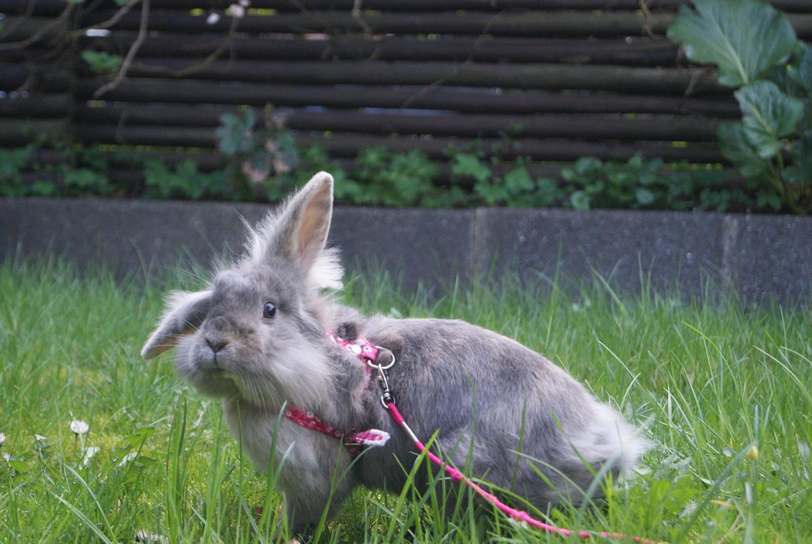 Kanin Funnys Ajru Akee billede 3