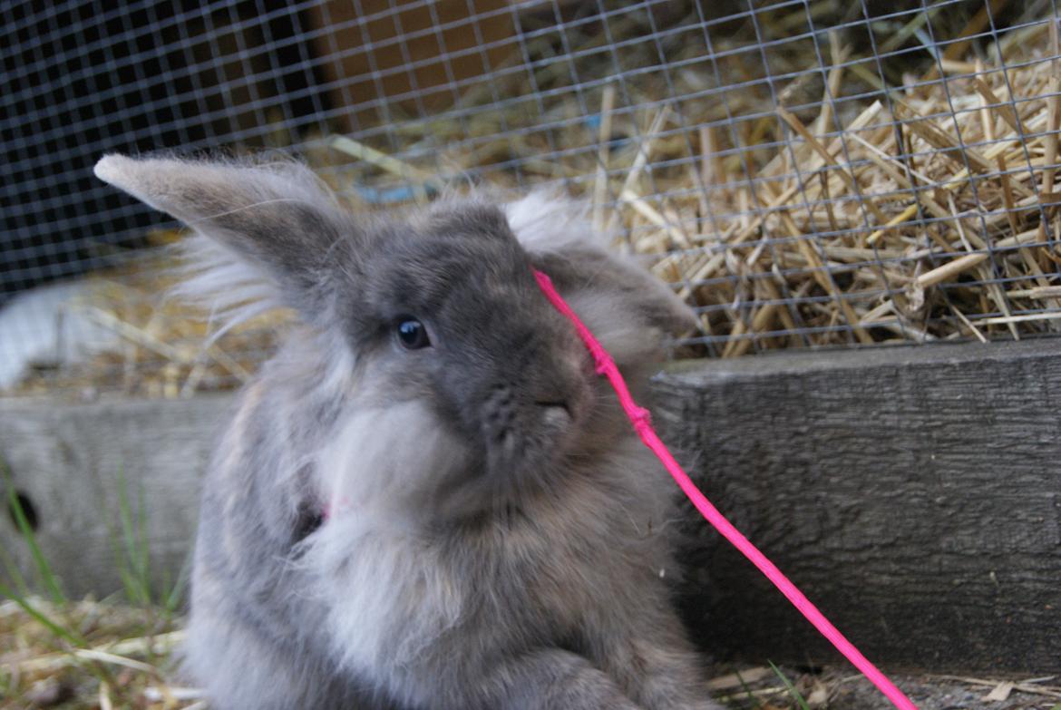 Kanin Funnys Ajru Akee billede 5