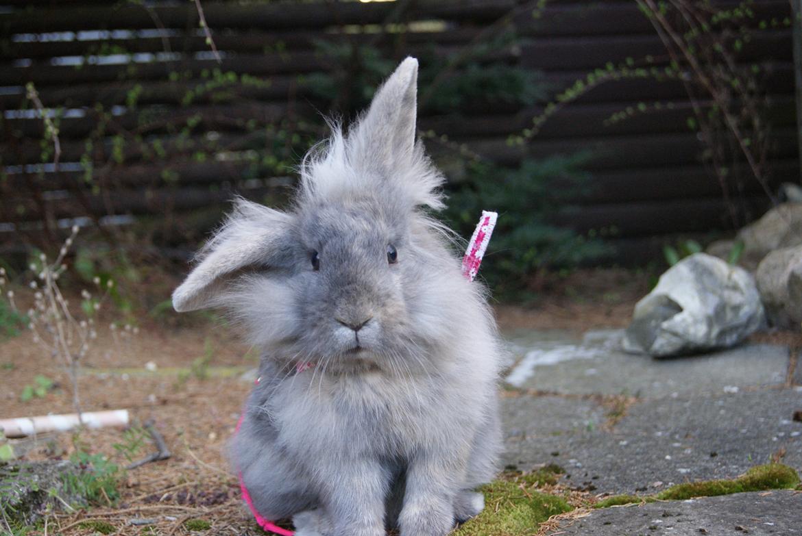 Kanin Funnys Ajru Akee billede 4