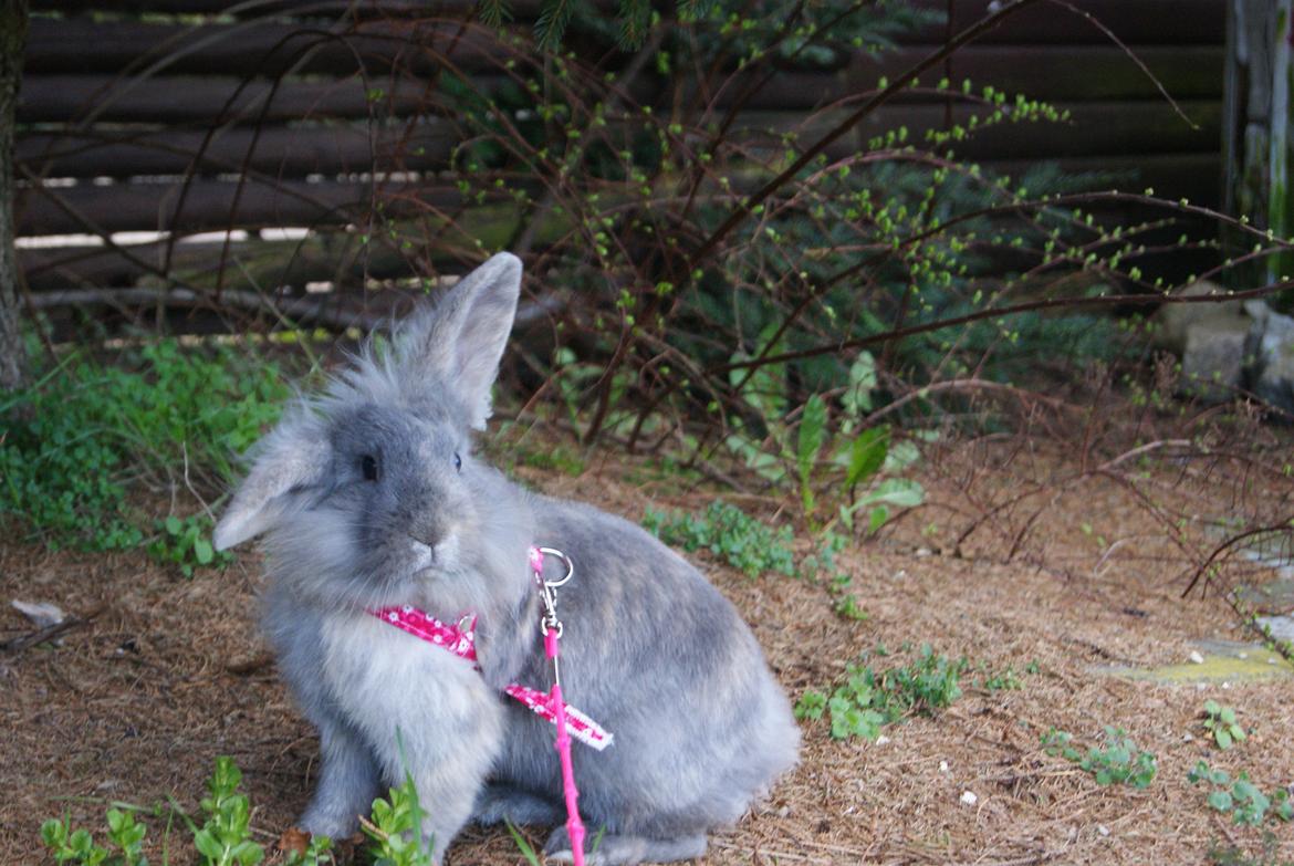 Kanin Funnys Ajru Akee billede 7