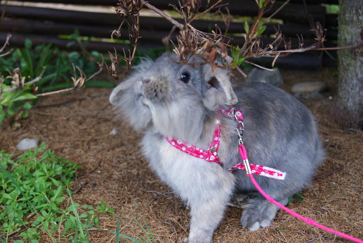 Kanin Funnys Ajru Akee billede 8