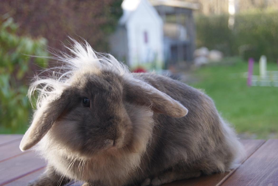 Kanin Funnys Ajru Akee billede 9