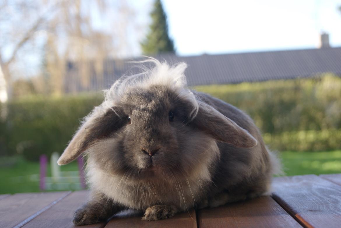 Kanin Funnys Ajru Akee billede 10