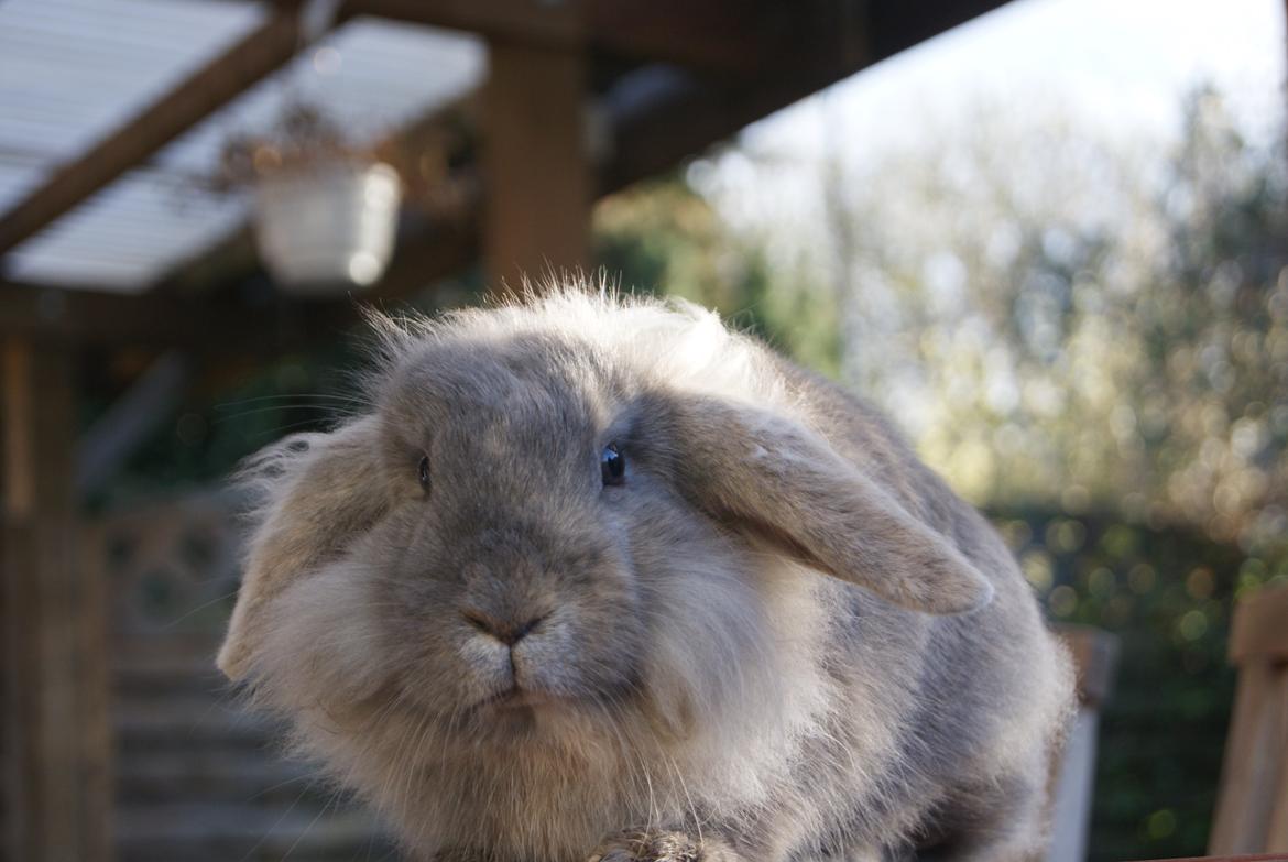 Kanin Funnys Ajru Akee billede 11