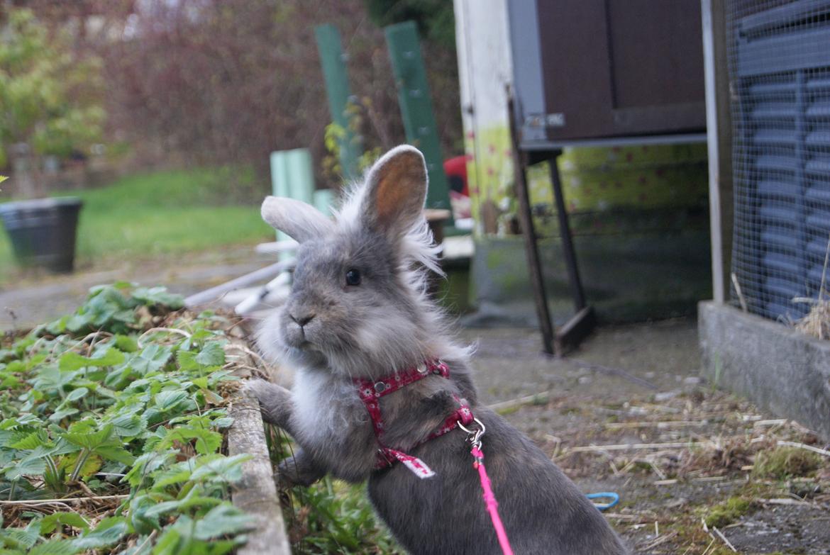 Kanin Funnys Ajru Akee billede 6