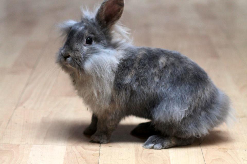 Kanin Funnys Ajru Akee - Foto: Frederikke - Stald Eskir  billede 12