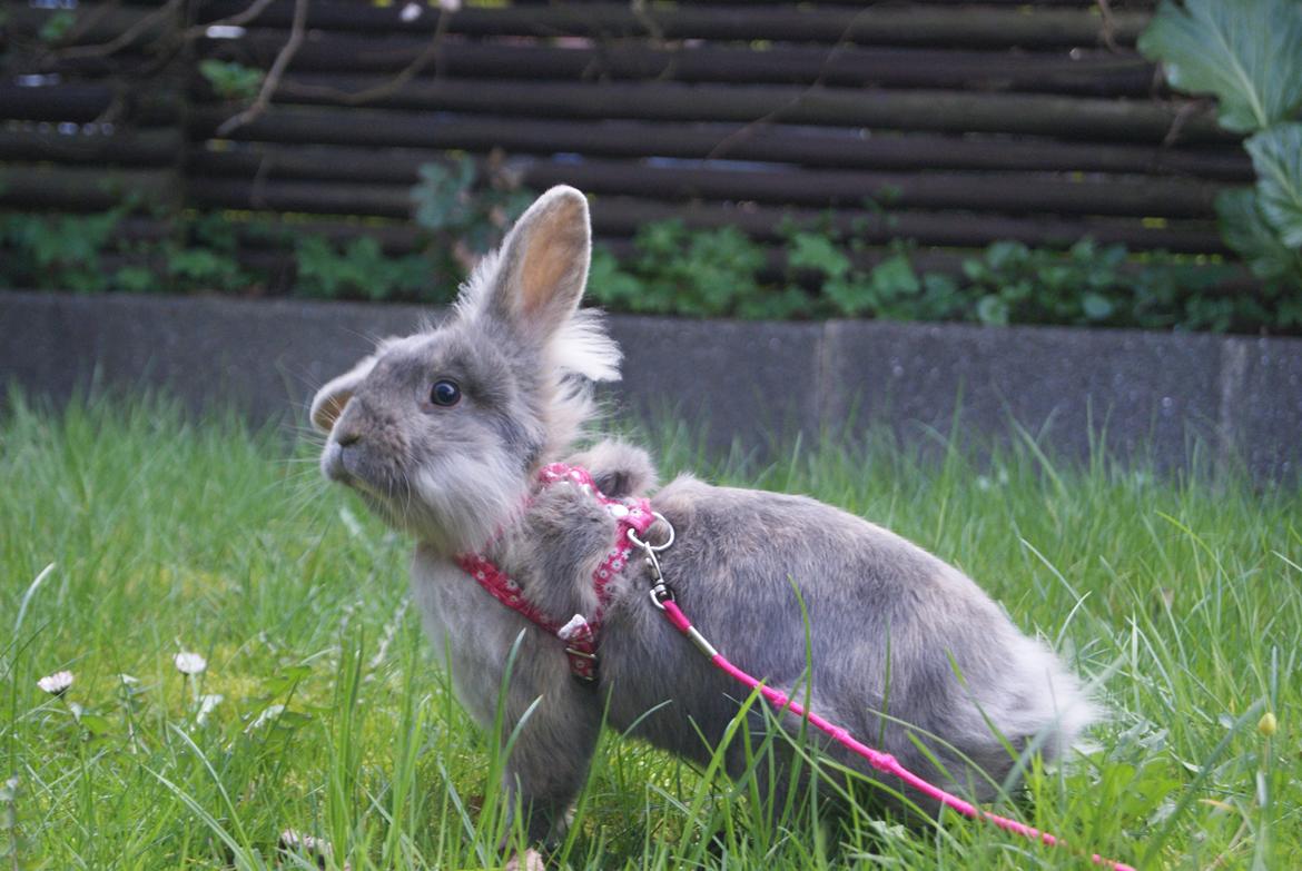 Kanin Funnys Ajru Akee billede 13