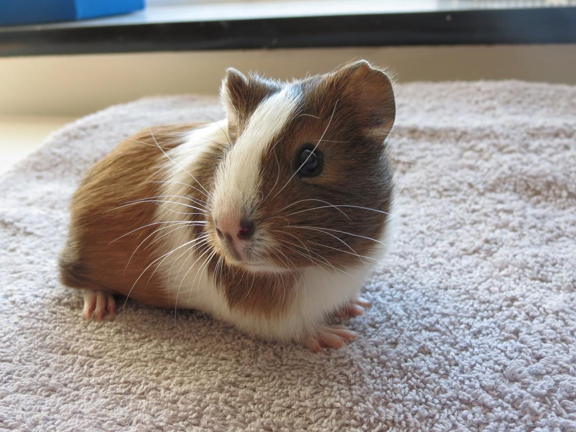 Marsvin Lulu billede 1