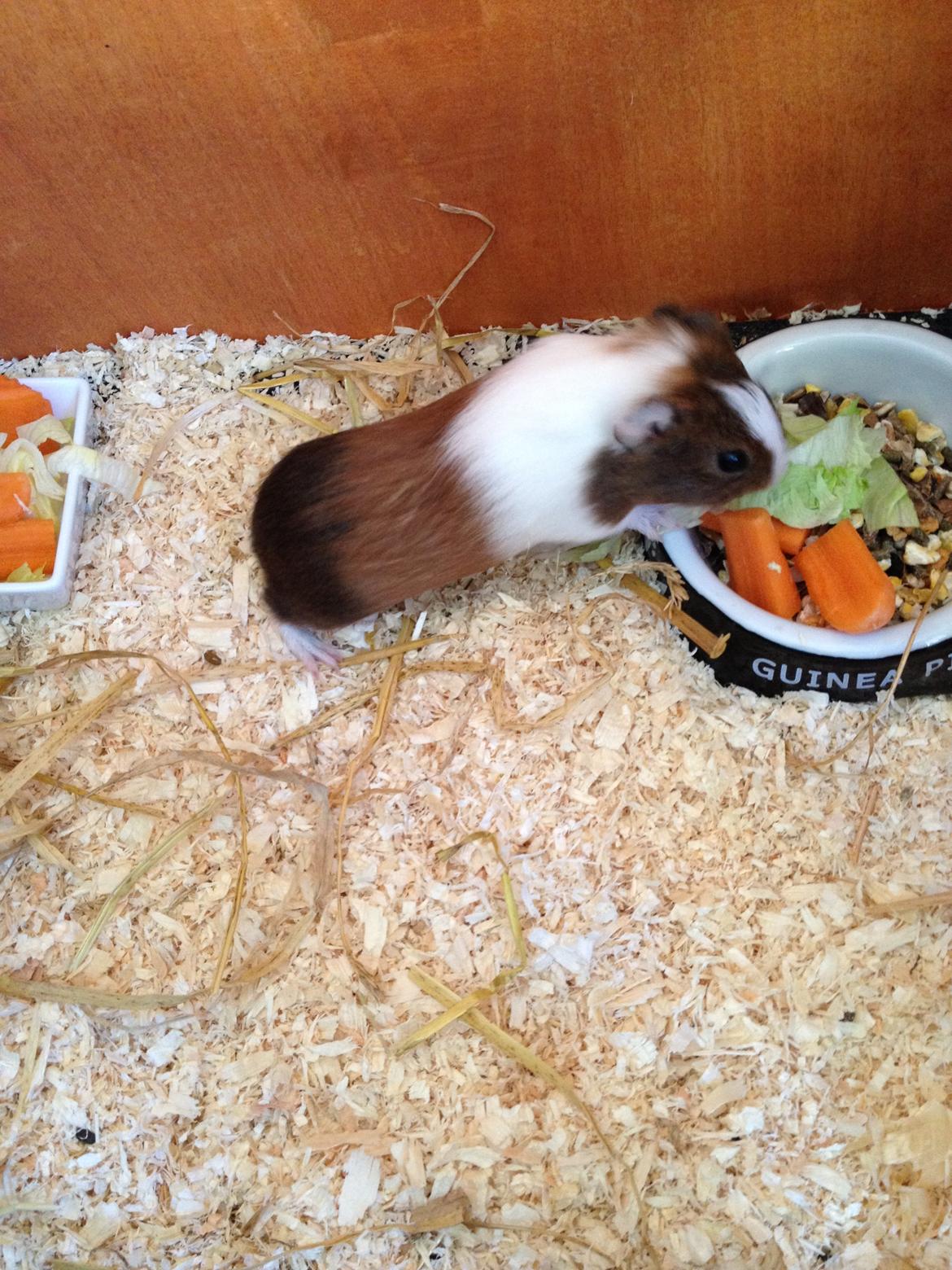 Marsvin Lulu billede 2