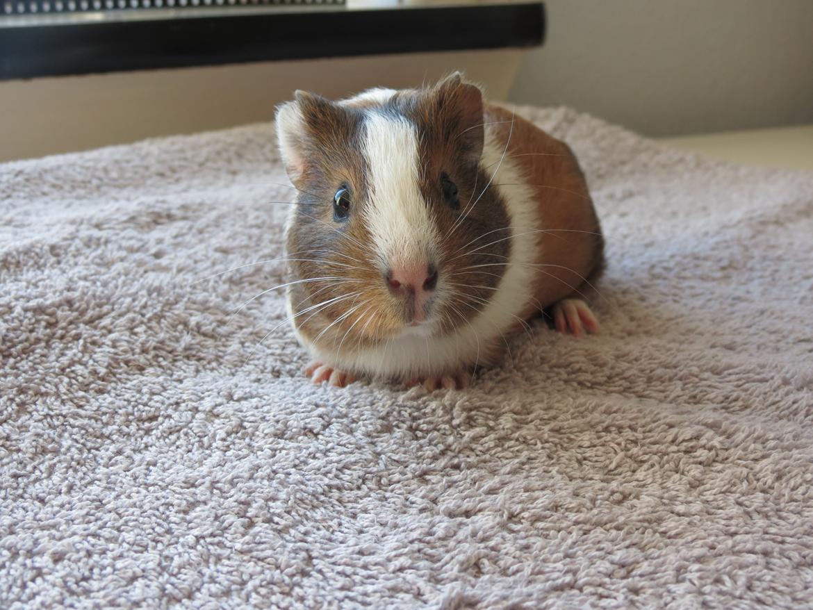 Marsvin Lulu billede 4