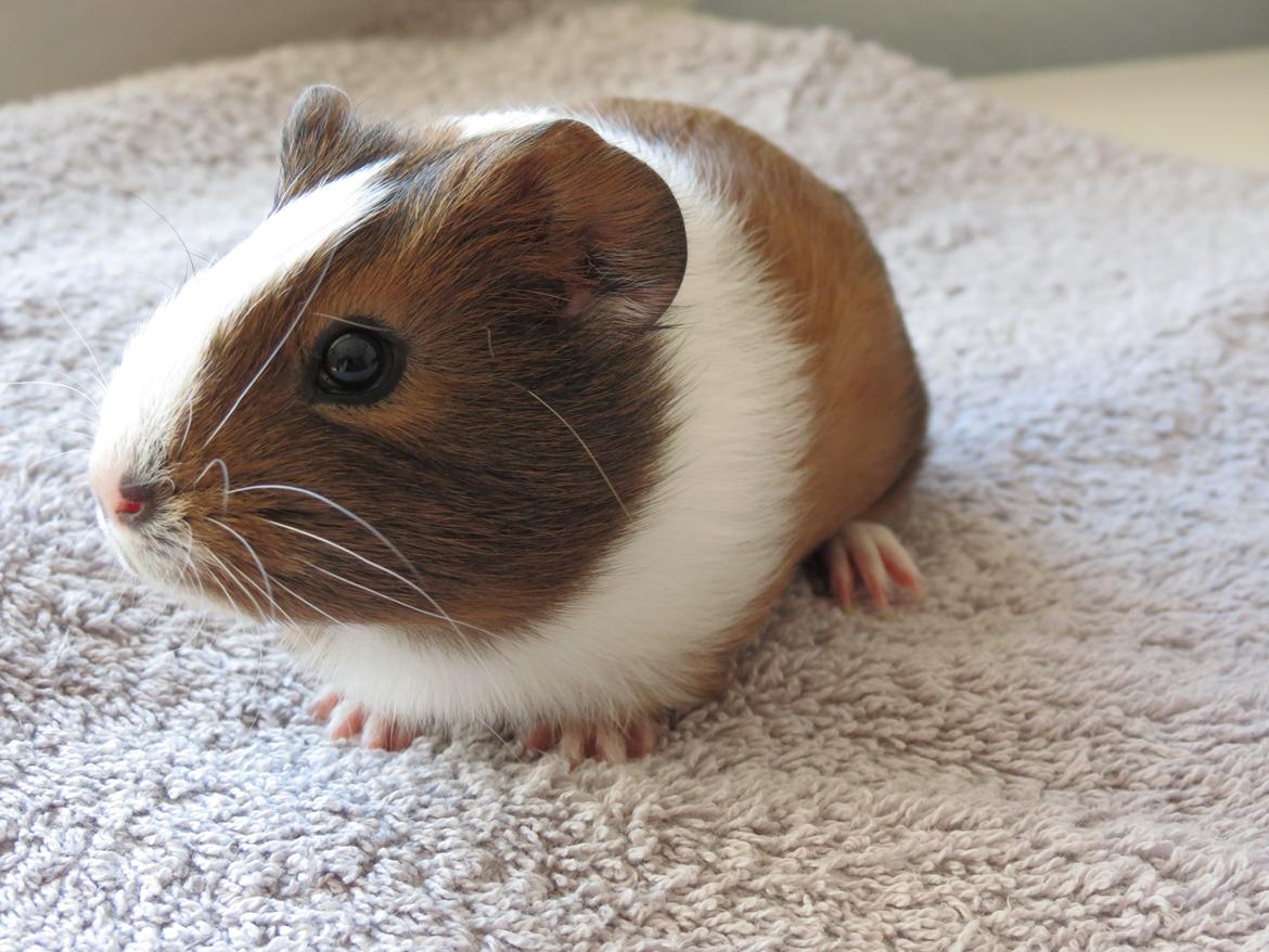 Marsvin Lulu billede 5