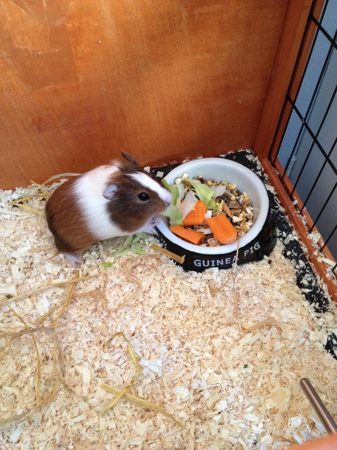 Marsvin Lulu billede 3