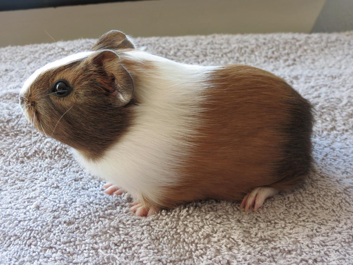 Marsvin Lulu billede 6