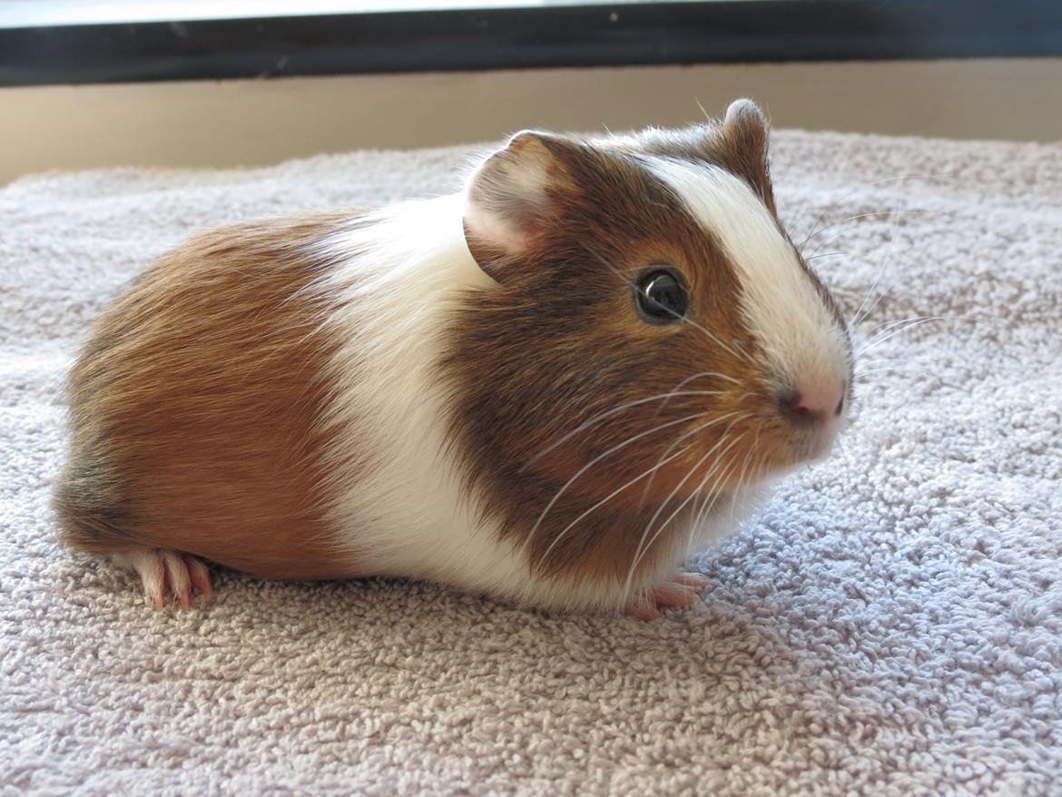 Marsvin Lulu billede 8