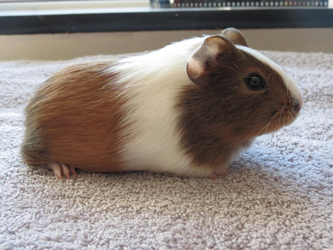 Marsvin Lulu billede 7