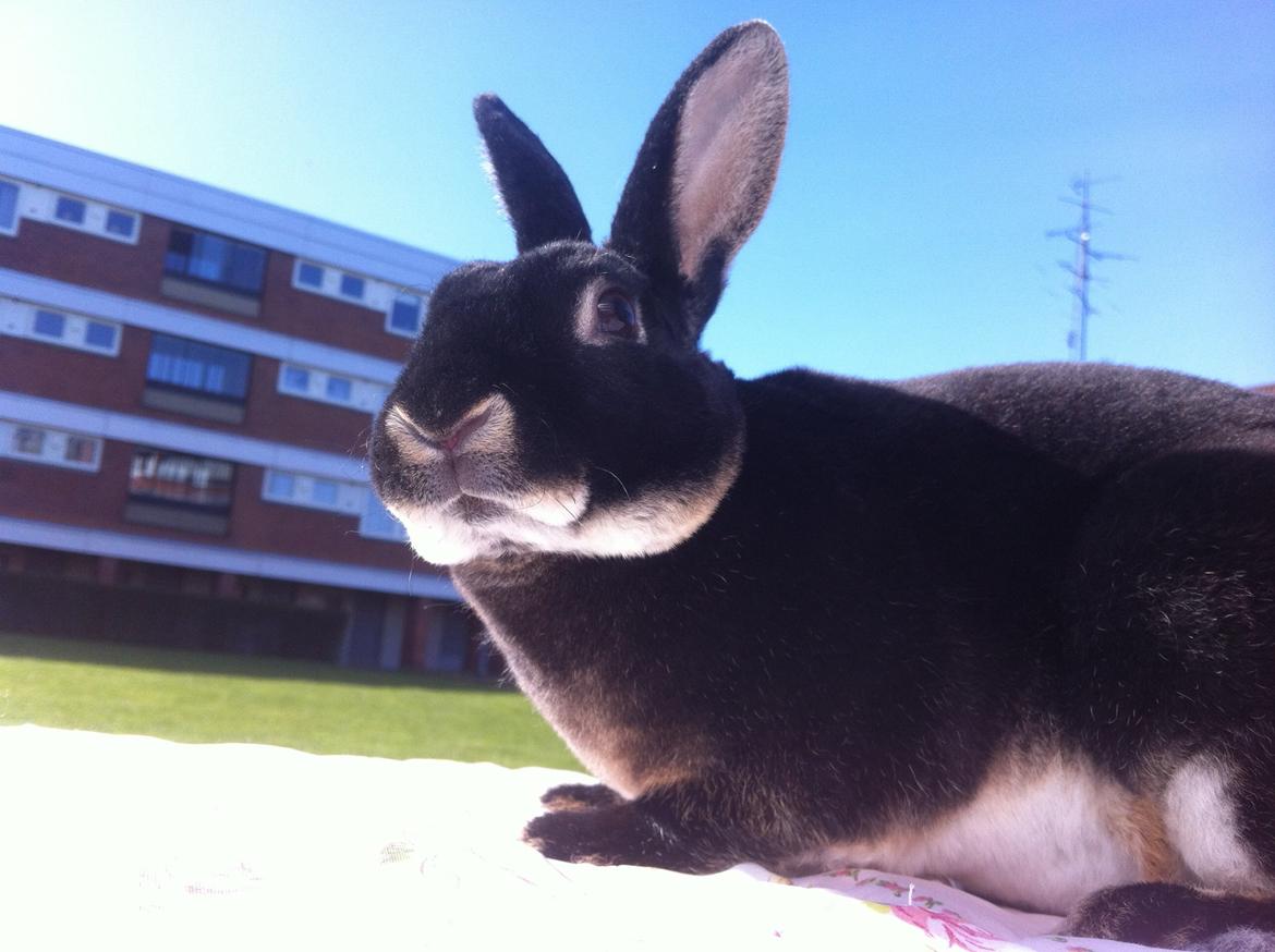 Kanin $ The Caramel Cody $  *Cody* billede 1