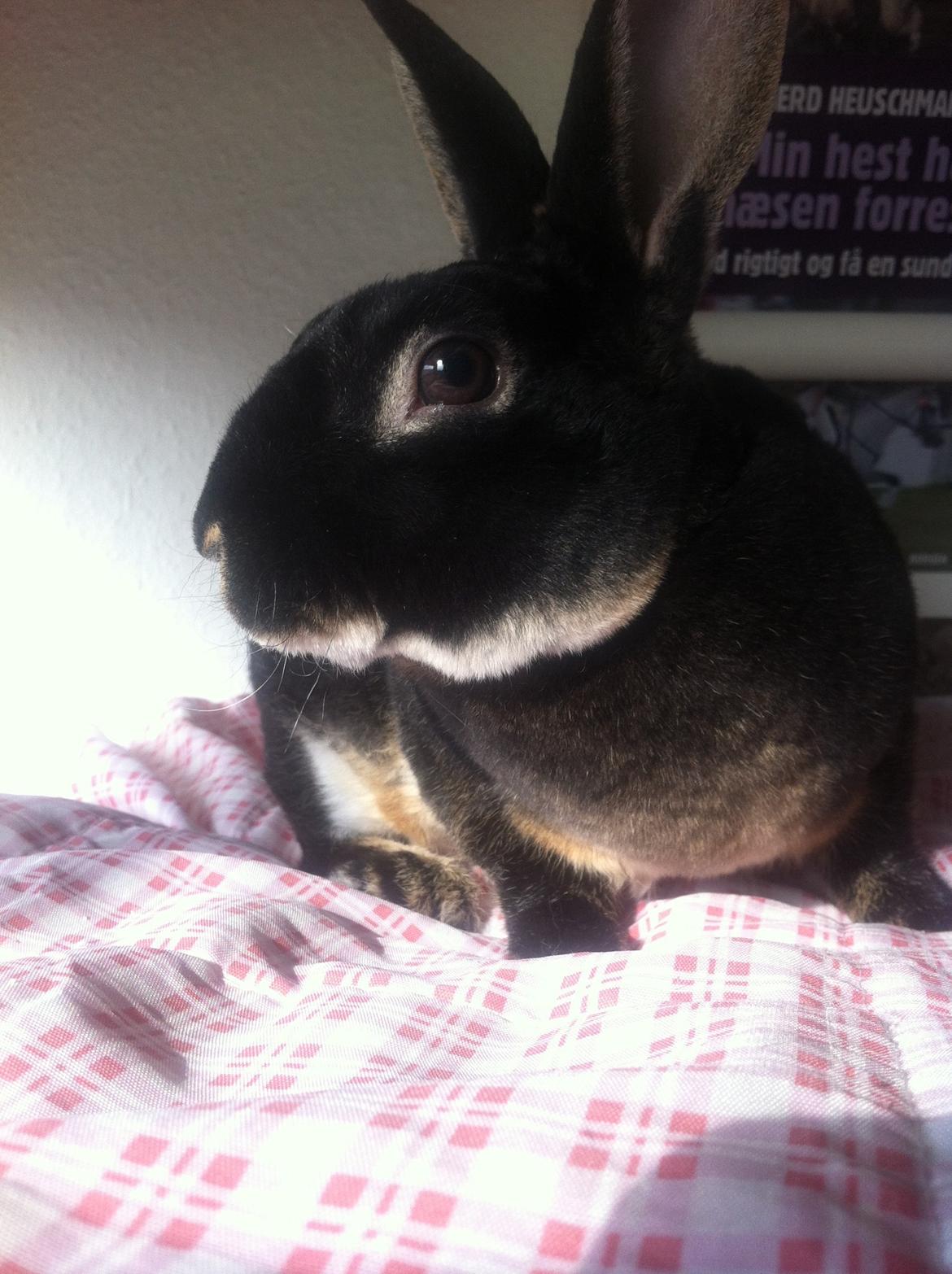 Kanin $ The Caramel Cody $  *Cody* billede 2