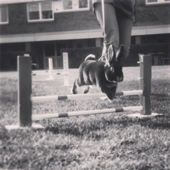 Kanin $ The Caramel Cody $  *Cody* billede 3