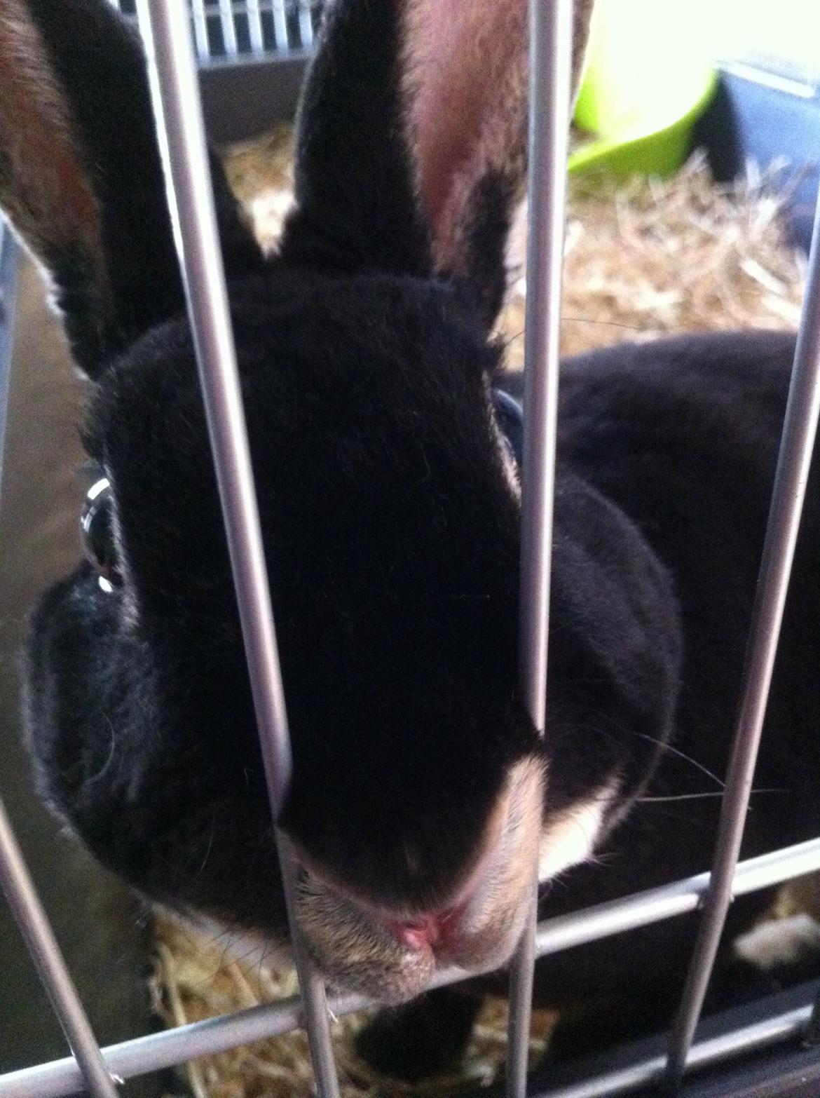 Kanin $ The Caramel Cody $  *Cody* billede 4