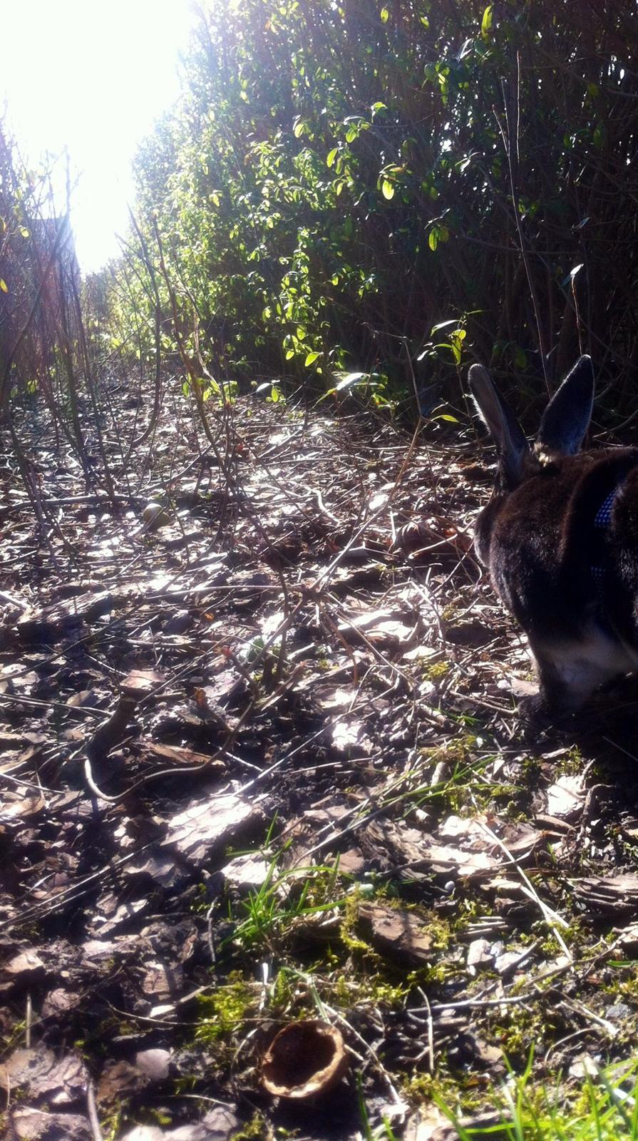 Kanin $ The Caramel Cody $  *Cody* billede 5