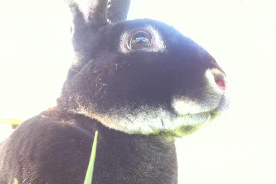 Kanin $ The Caramel Cody $  *Cody* billede 6