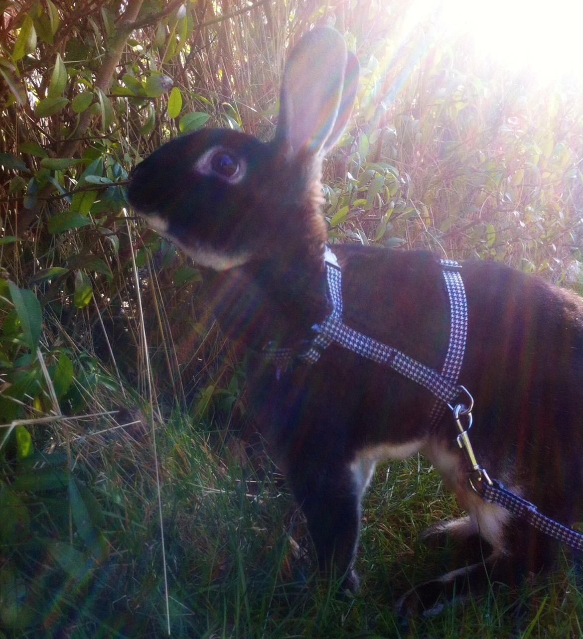 Kanin $ The Caramel Cody $  *Cody* billede 7