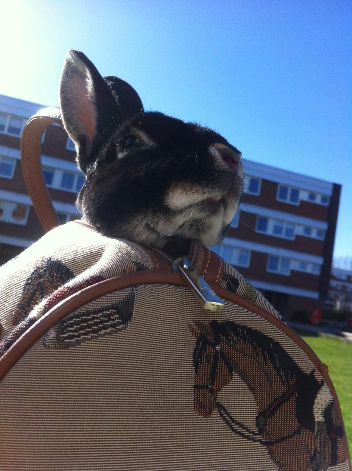 Kanin $ The Caramel Cody $  *Cody* billede 9