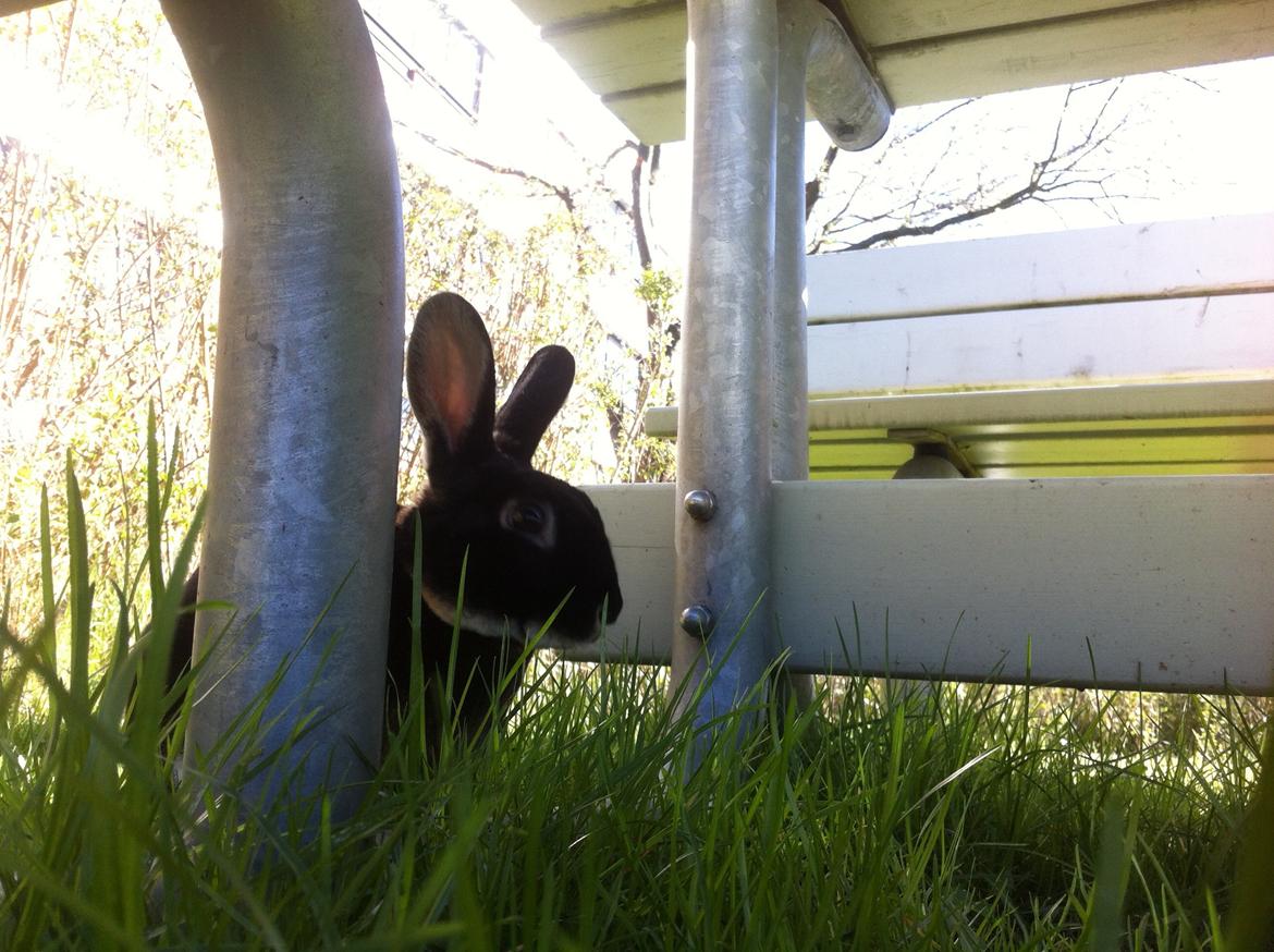 Kanin $ The Caramel Cody $  *Cody* billede 10