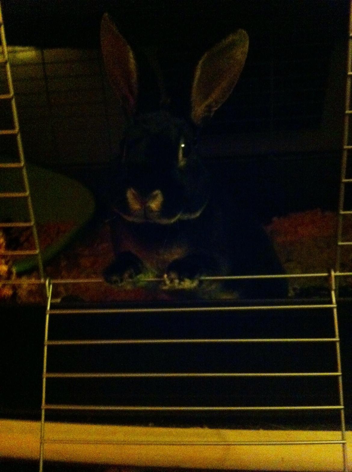 Kanin $ The Caramel Cody $  *Cody* billede 11