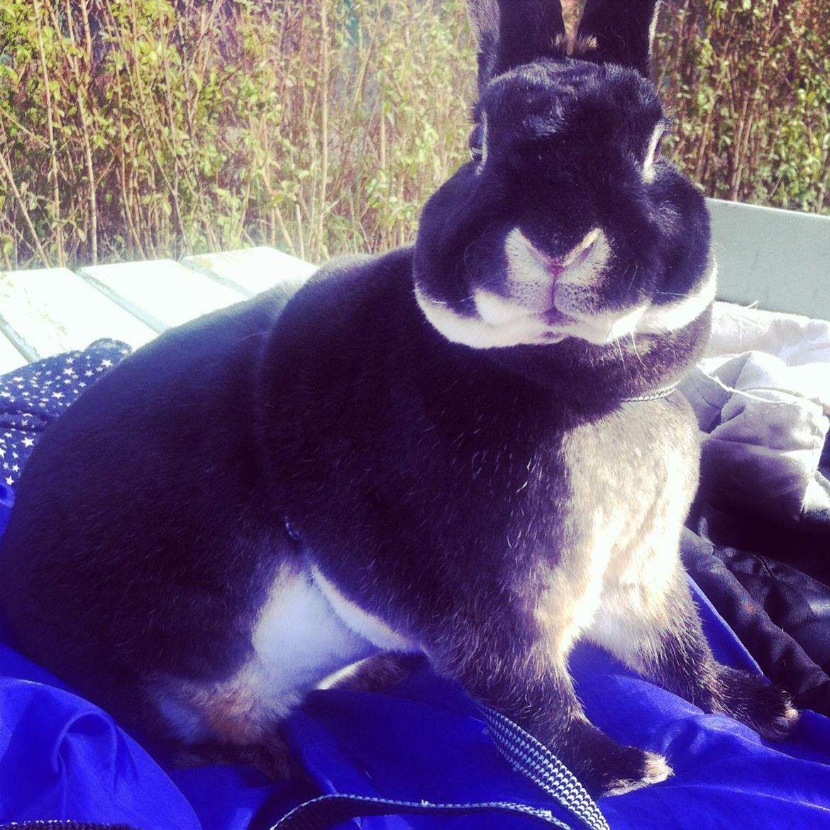 Kanin $ The Caramel Cody $  *Cody* billede 13