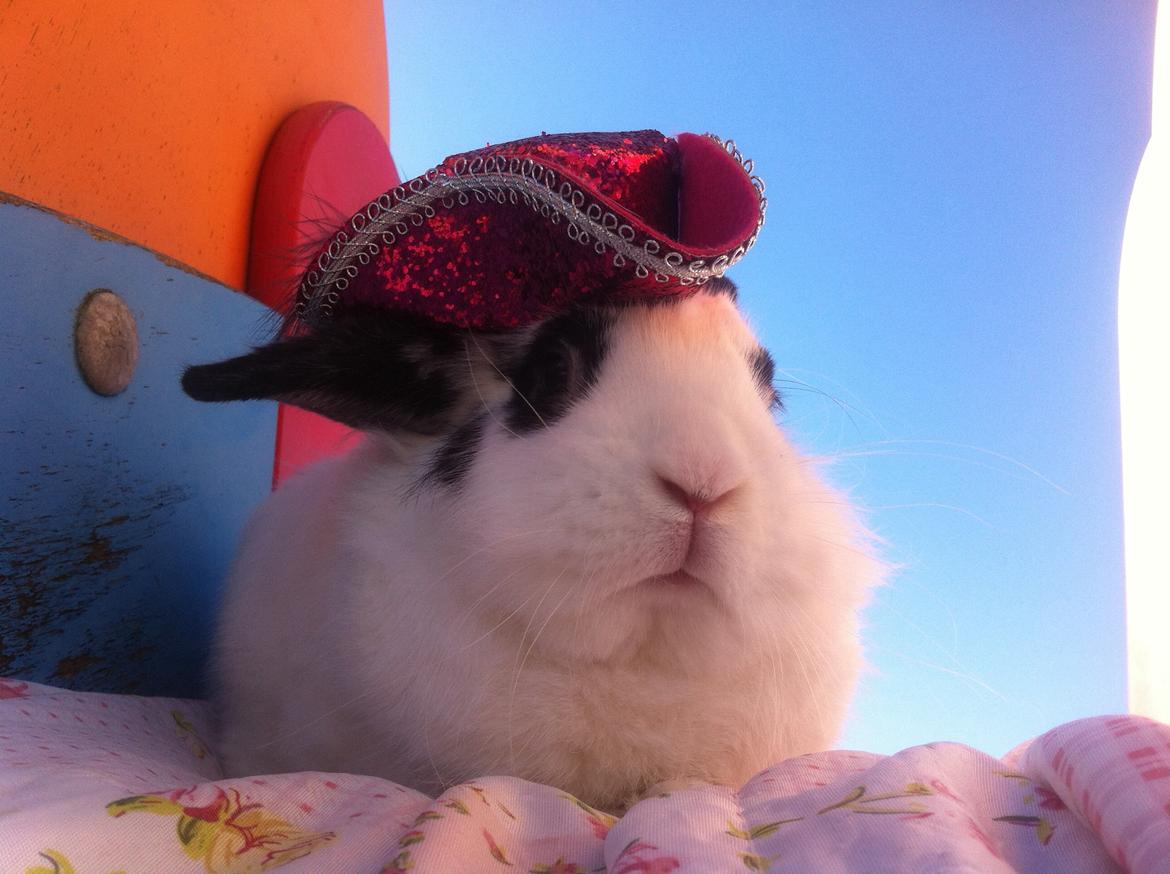 Kanin $ Gumle $  •Babyen• billede 1