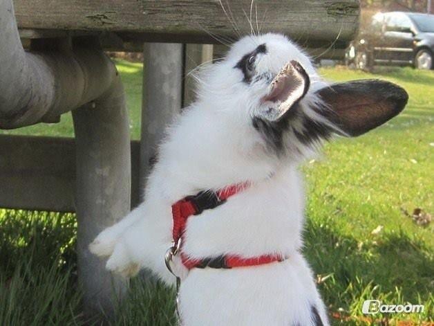 Kanin $ Gumle $  •Babyen• billede 3