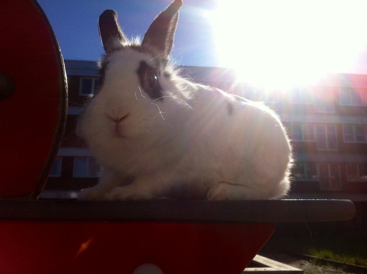 Kanin $ Gumle $  •Babyen• billede 4