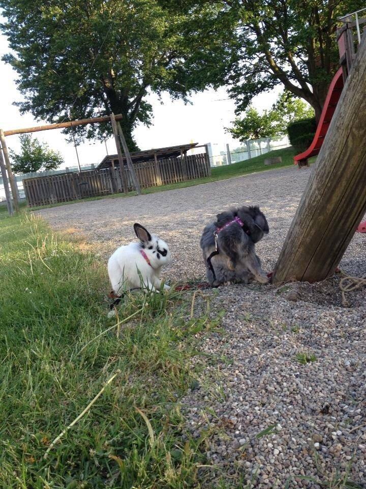 Kanin $ Gumle $  •Babyen• billede 5