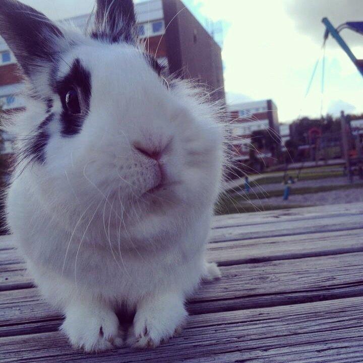 Kanin $ Gumle $  •Babyen• billede 6